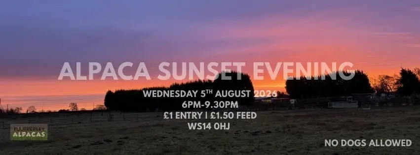Alpaca Sunset Evening 
