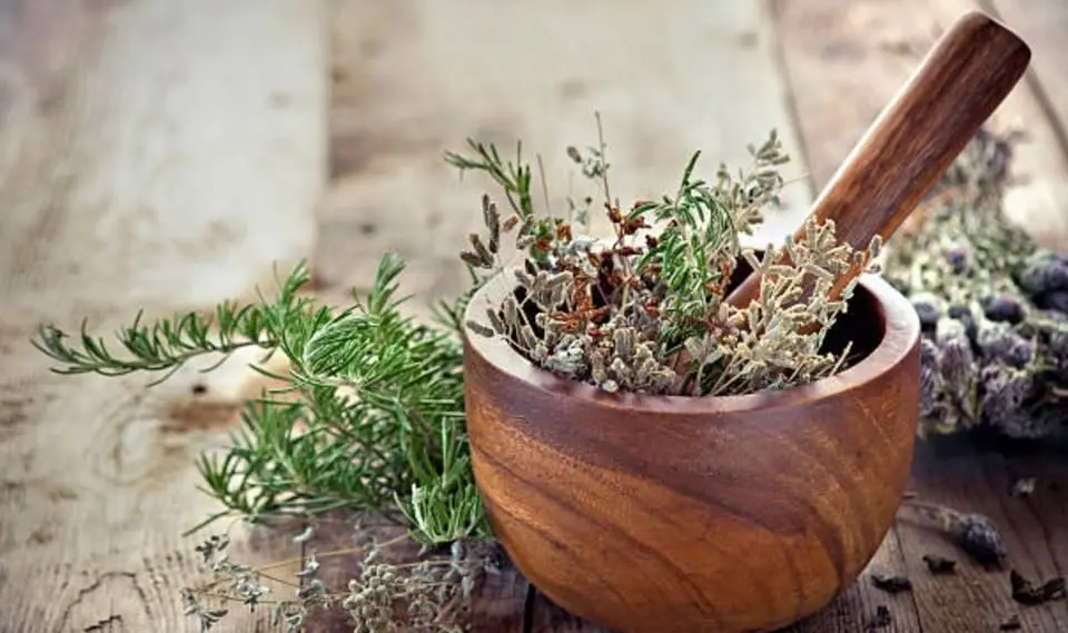 Tincture, Teas, And Salves Workshop
