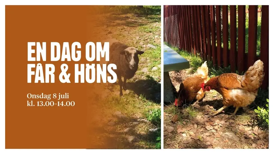En dag om får och höns