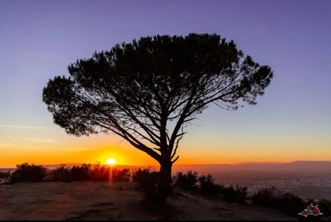 🌳✨ April Hike: The Wisdom Tree – A Place for Wishes ✨🌳