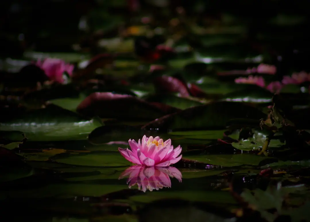 Night Walk at the Garden