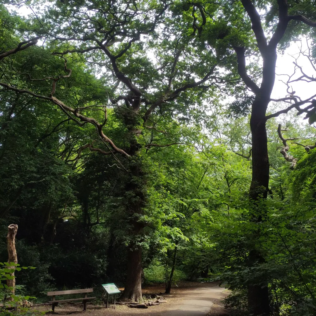 London Tree Appreciation Walk