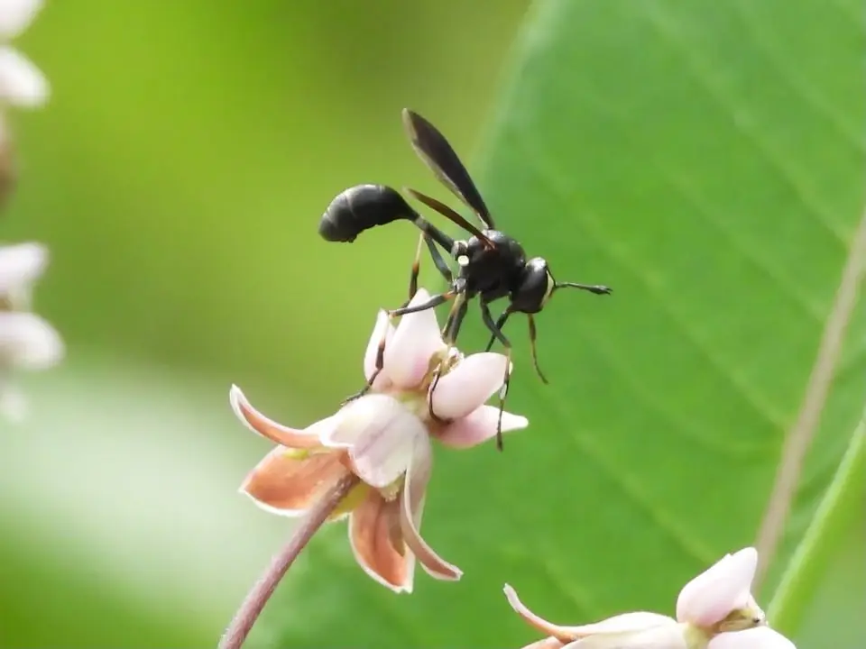 Field Science: Pollinator Edition