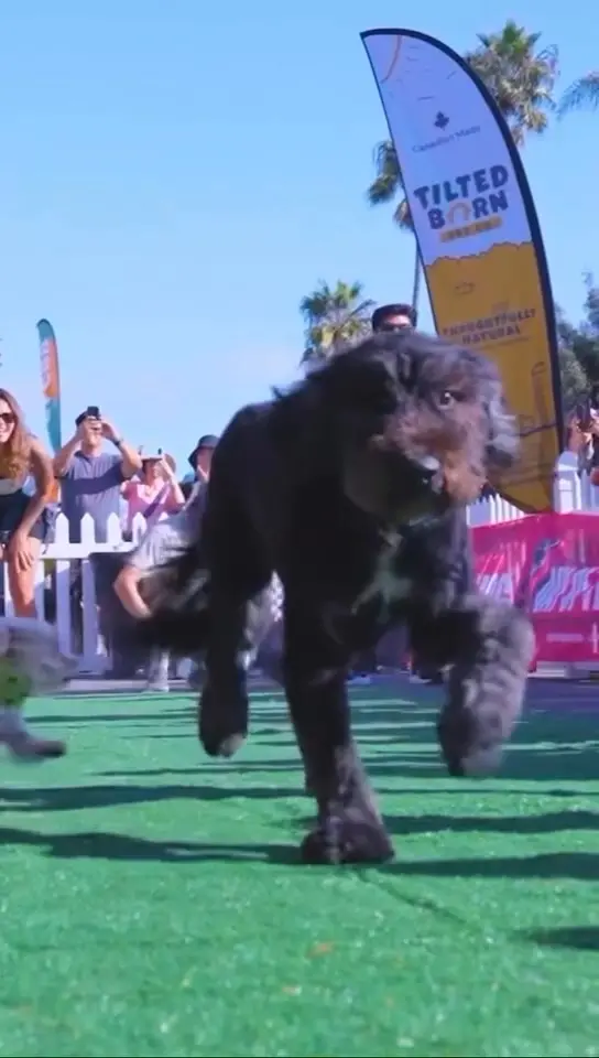 DAY OF THE DOG - SAN DIEGO