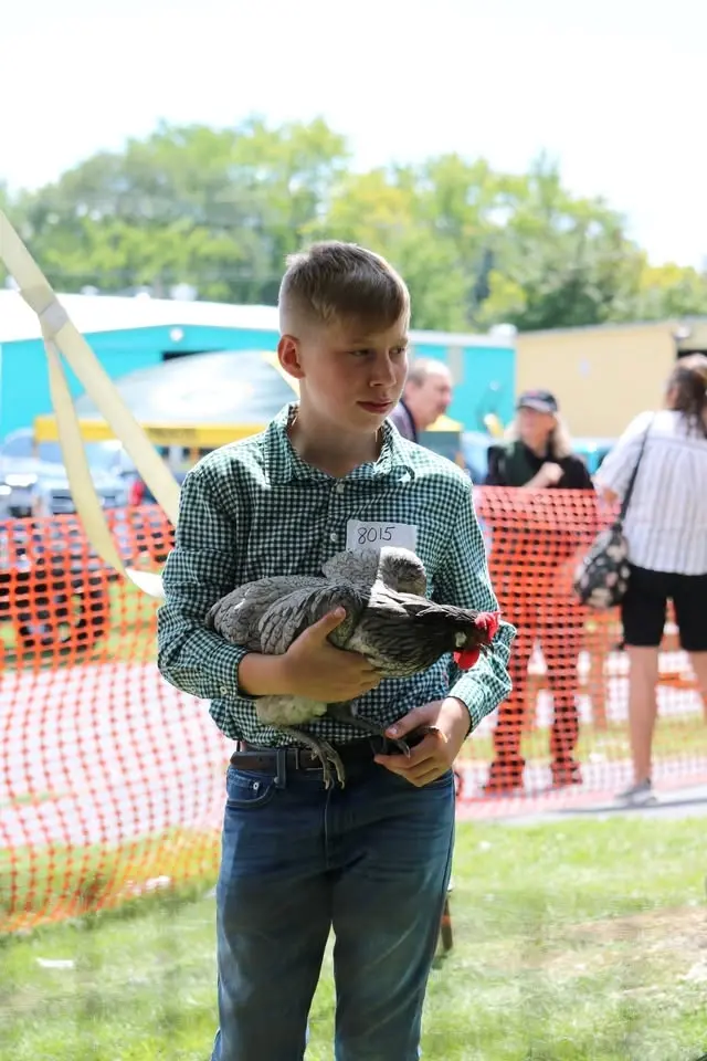 Junior Fair Poultry Show