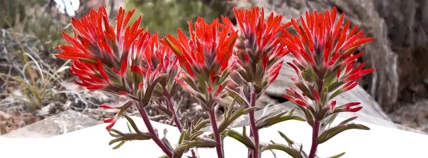 Local Plant Walk