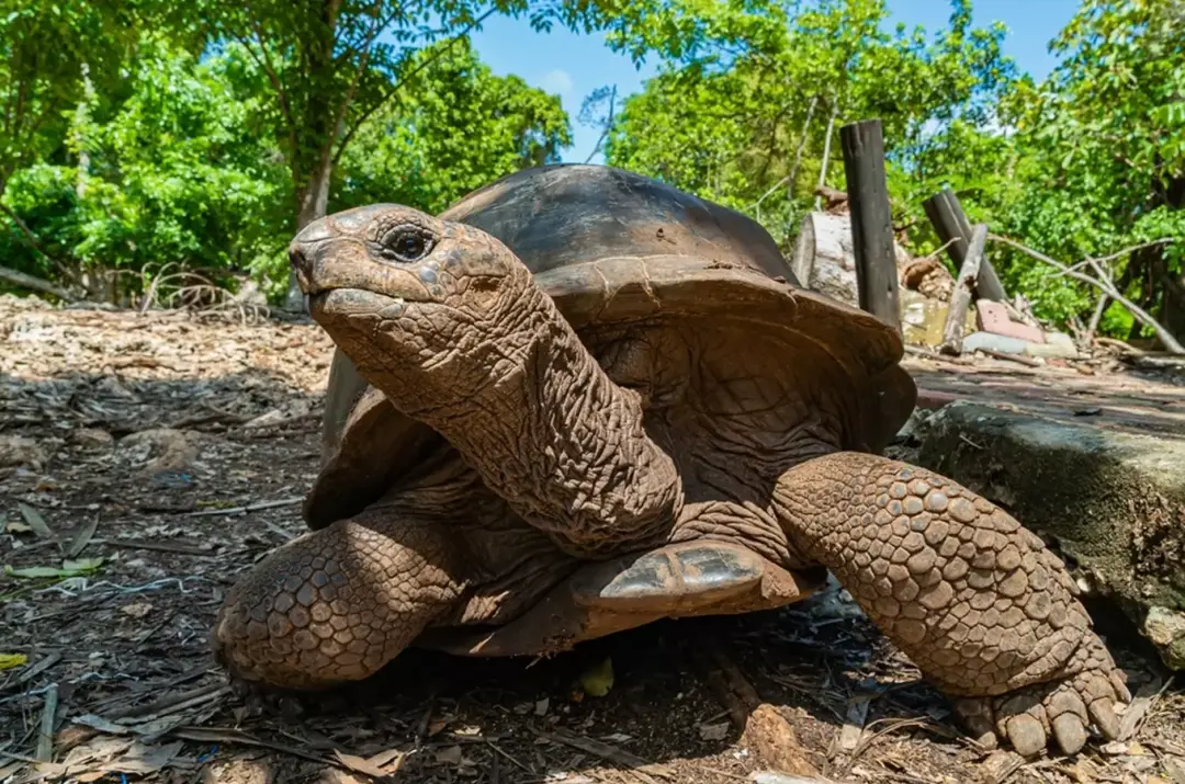 Den želv v pražské zoo 2026