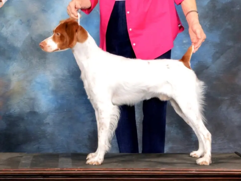 TCBC Specialty Show (Tentative Date)