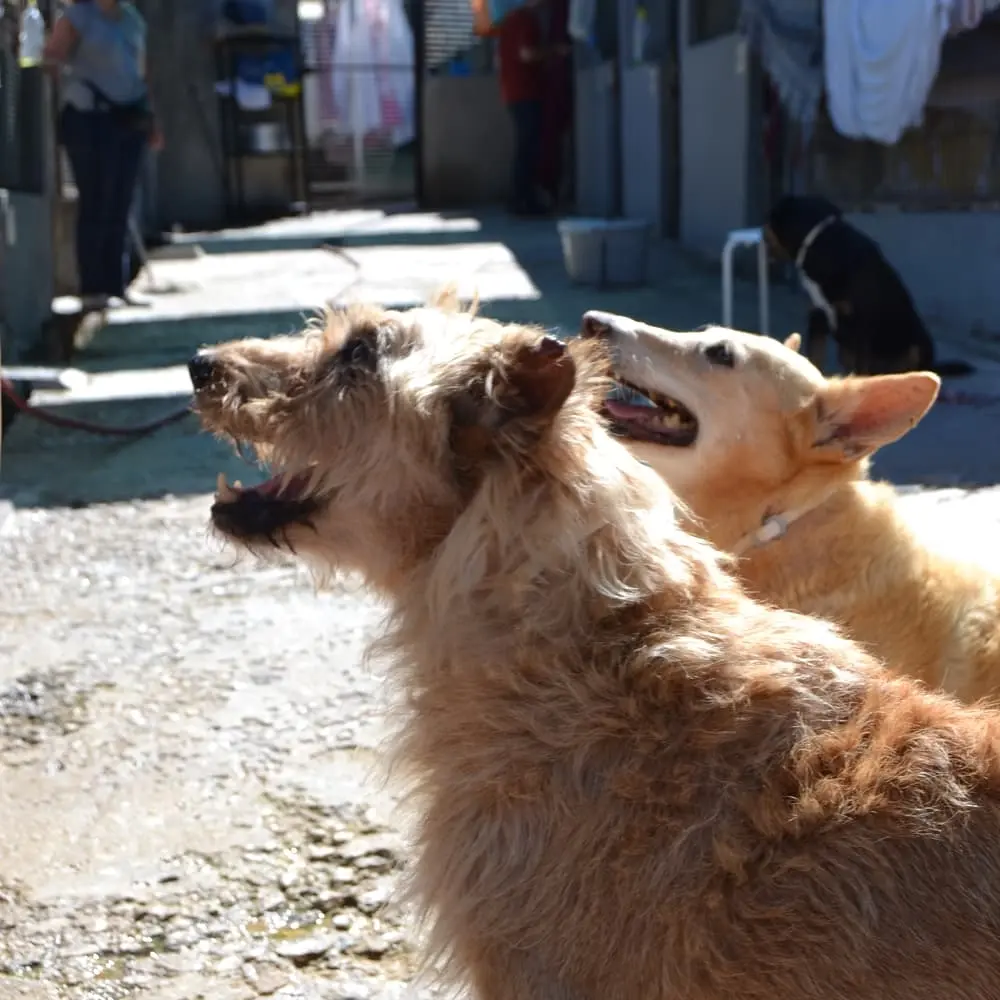 🐾 Social Shelter Visit
