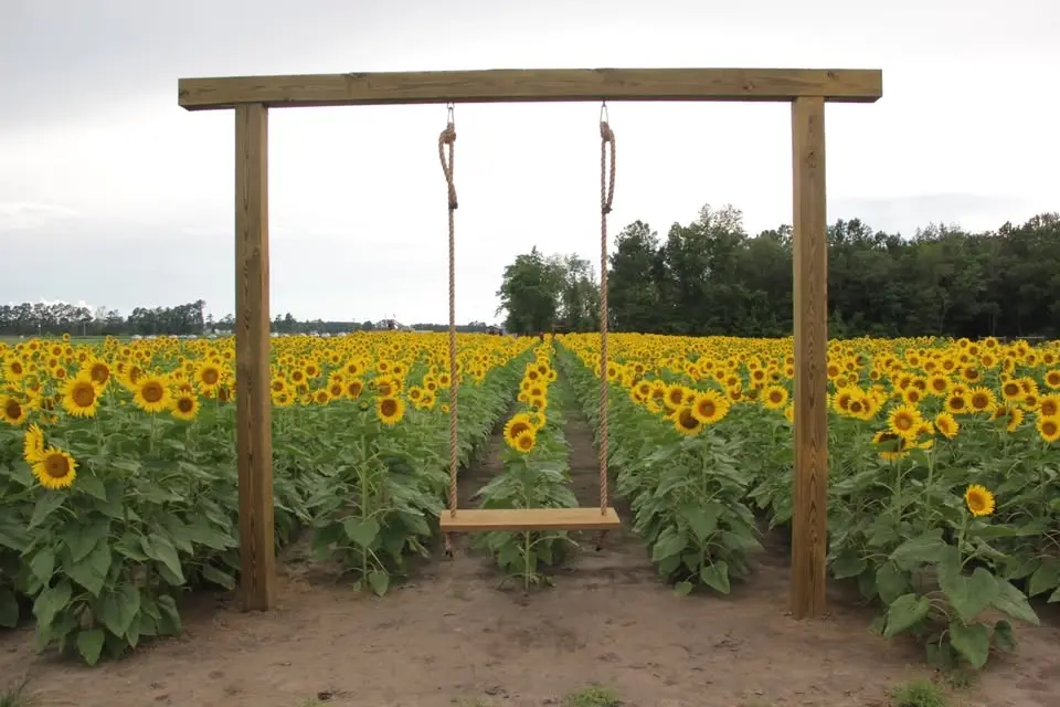 Upick Sunflower/Zinnia Festival