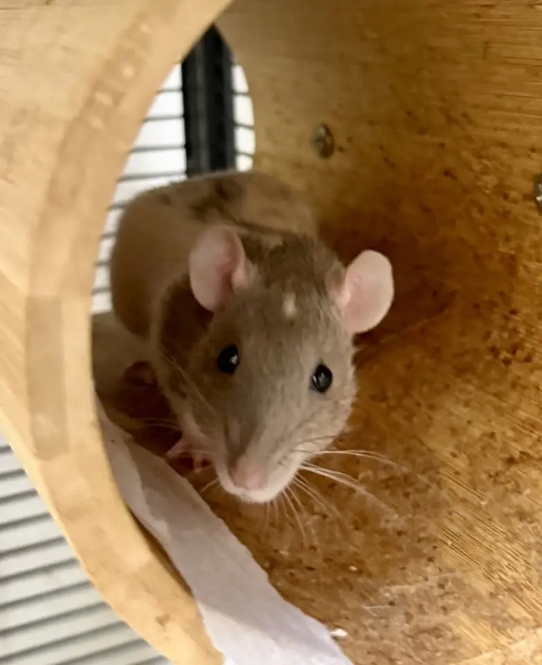 Happy Ratters Trial
