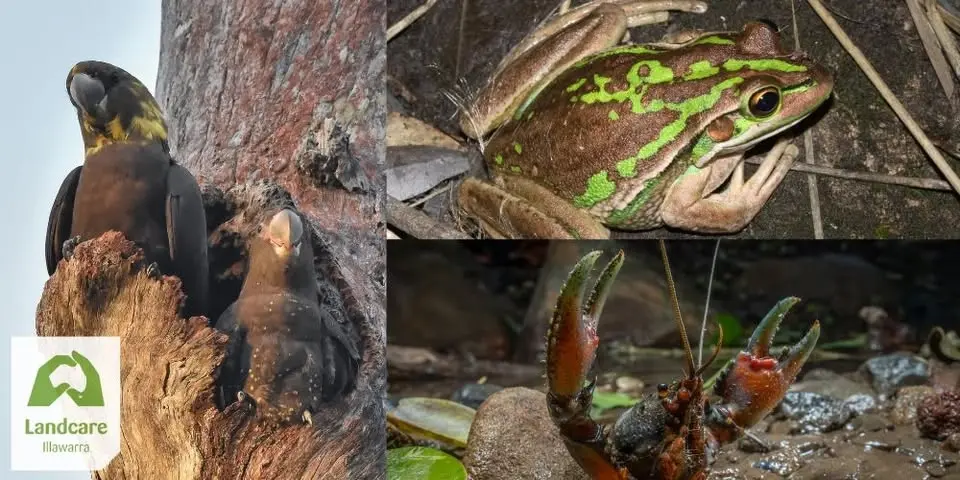 Talking Landcare: Wildlife at Risk