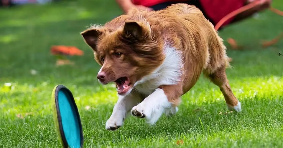 Performing Pups from Border Collies International
