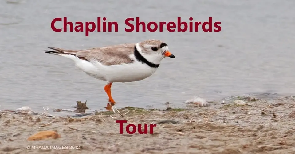 Chaplin Shorebirds Public Tour