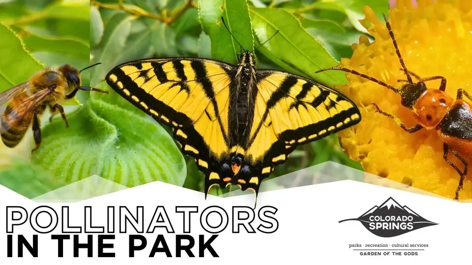 Pollinators in the Park