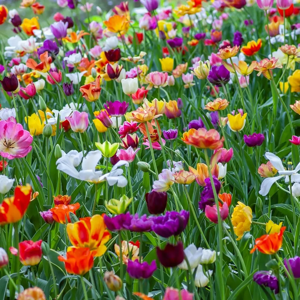 LWVSF member spring fling picnic