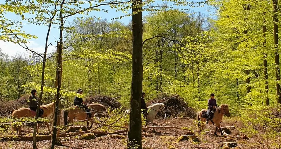 Turridning på islandshästar i sagolik natur 3h