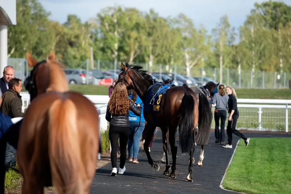 Lunchgalopp - fri entré och lunch för 139 kr på Bro Park