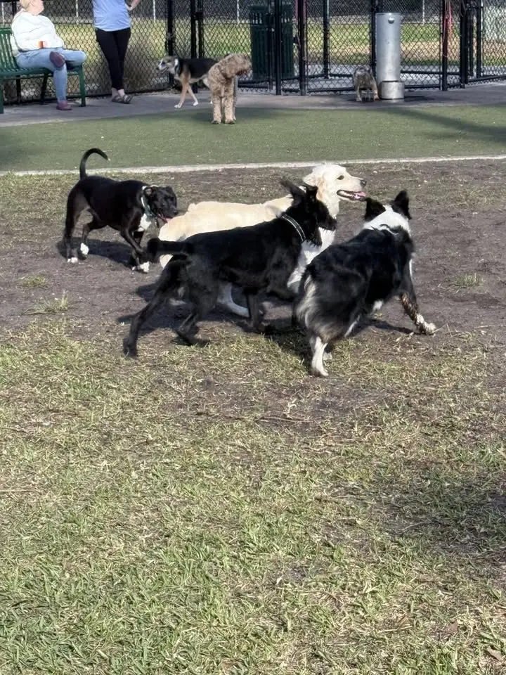 Saturday Morning Pooches Happy Hour