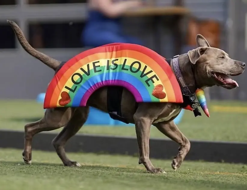 Pride Meet Up