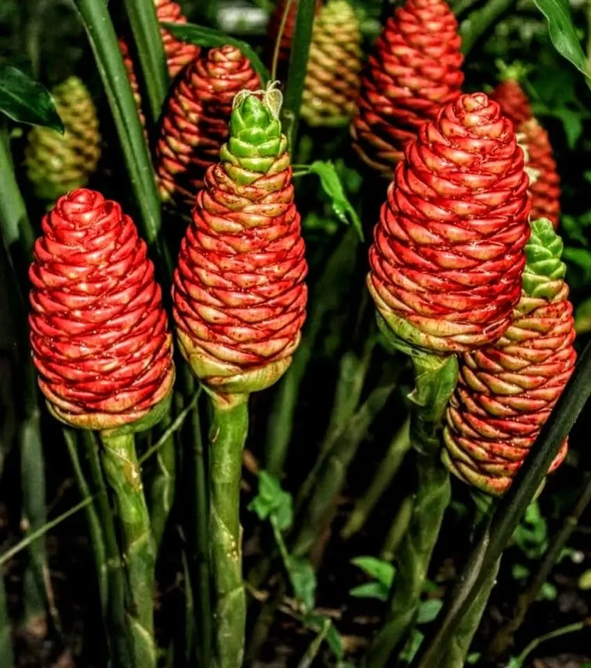 Mount's Botanical Garden Plant Sale!