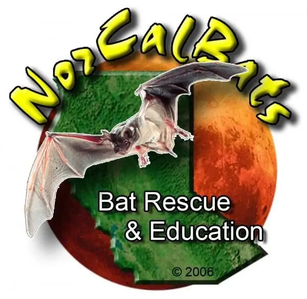 NorCal Bats at the Library
