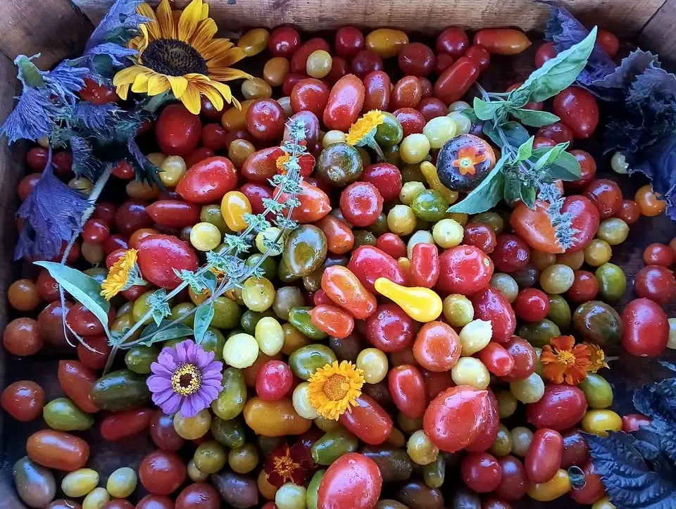 Helóta bio paprika és -paradicsom átadónap a Sütiben