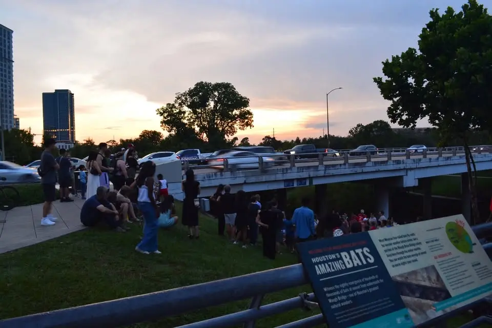 Bat Chats with the Houston Area Bat Team
