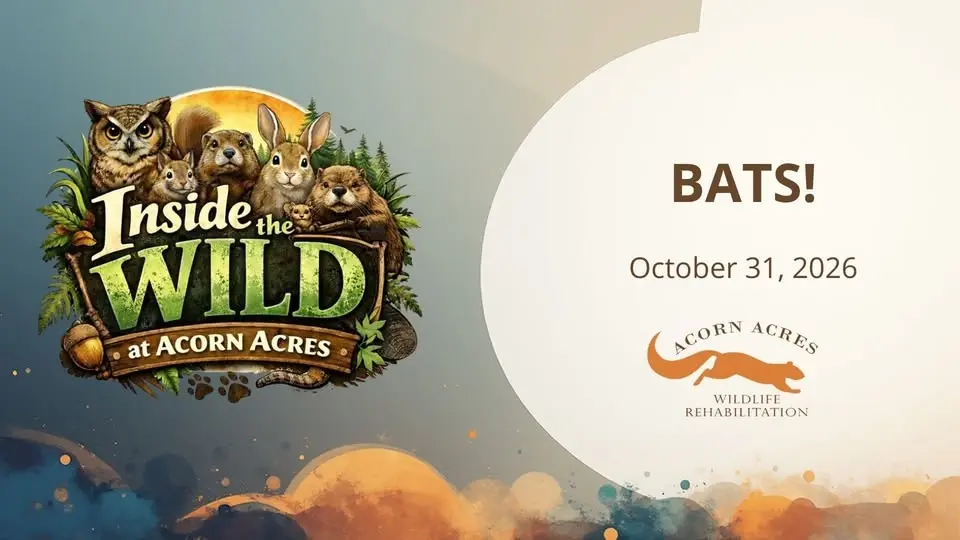 BATS! - Inside the Wild at Acorn Acres