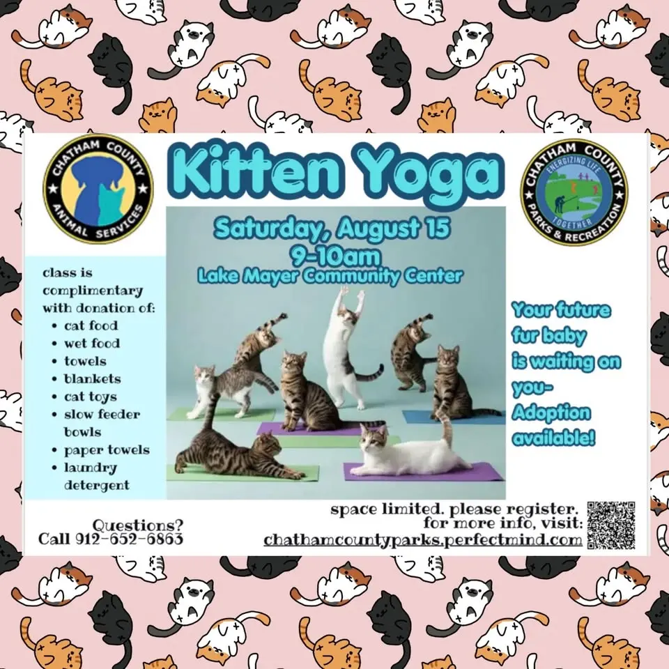 Kitten Yoga