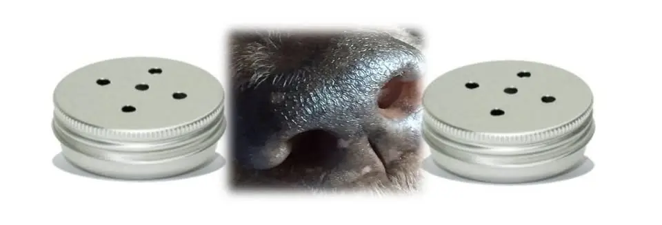 Nosework Fortsättningskurs DAGTID