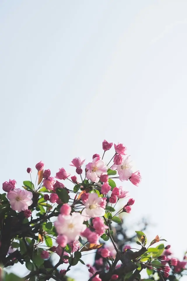 Blomstertid