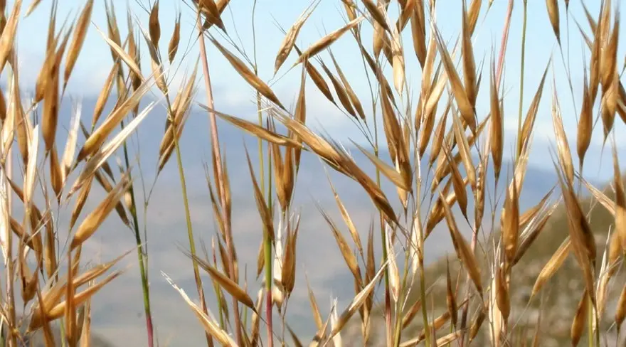 The fascinating world of grasses