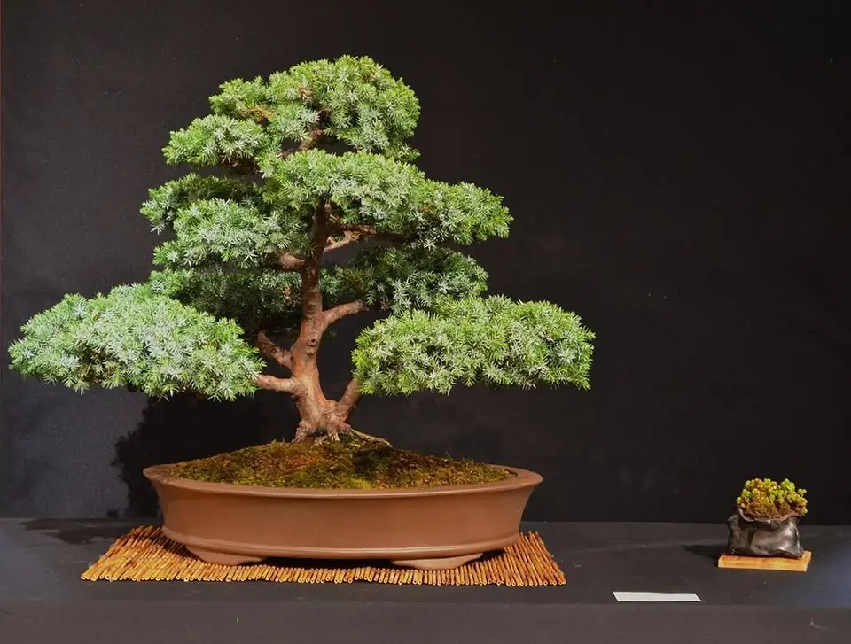 Kom och se hur en bonsai skapas!