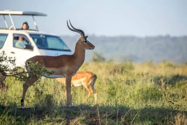 Nairobi Wildlife Experience: Elephant Orphanage, Giraffe Centre & Safari