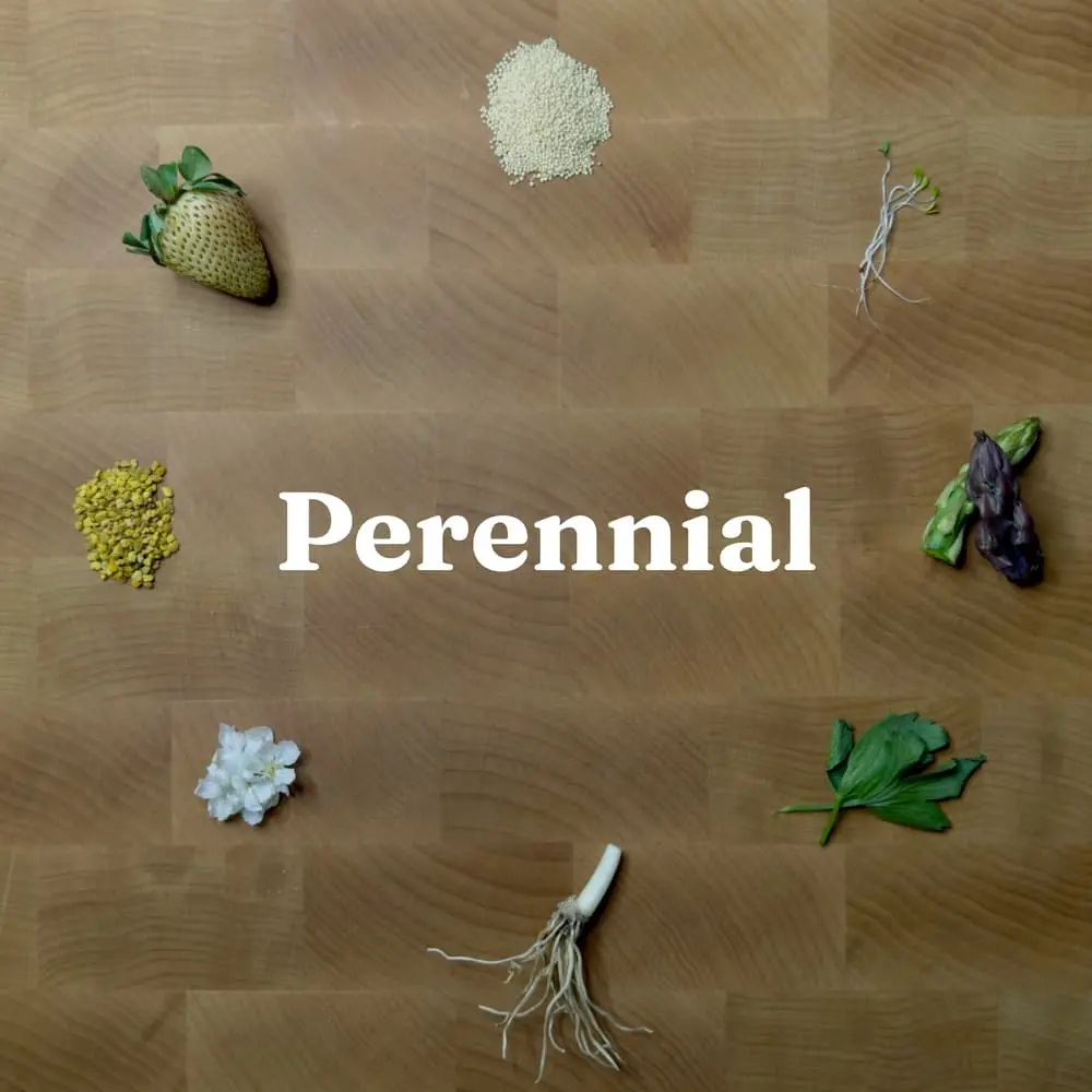 Latitude No. 8 - Perennial