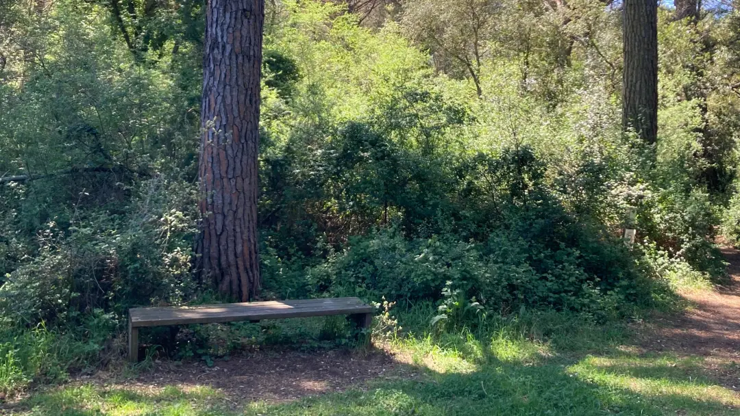 [TREN GRATIS🚂] Caldes de Malavella y sus bosques🌳 + picnic 🧺 