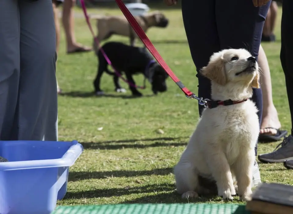 * NEW * GROUP PUPPY CLASSES with Jennifer Byrnes
