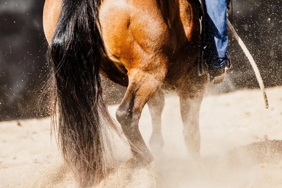 Extreme Performance Horse Sale