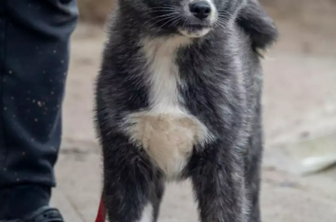 Jóga se štěňátky
