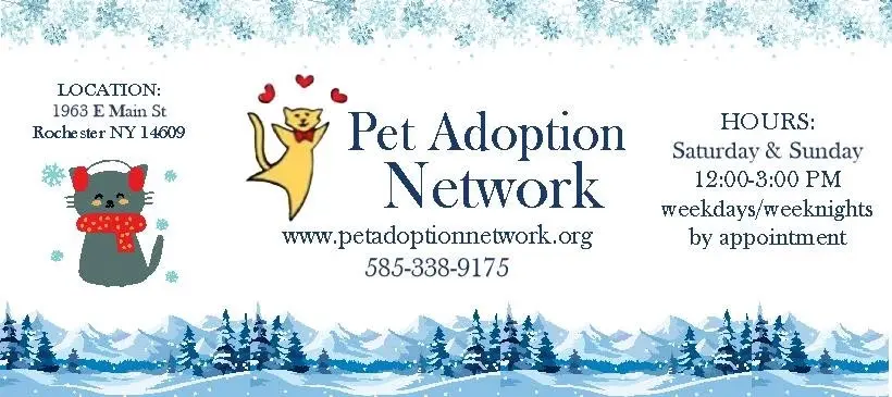Meet our adoptable cats!