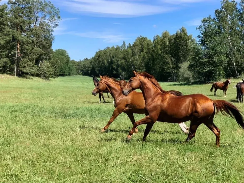 Dressyrtävling
