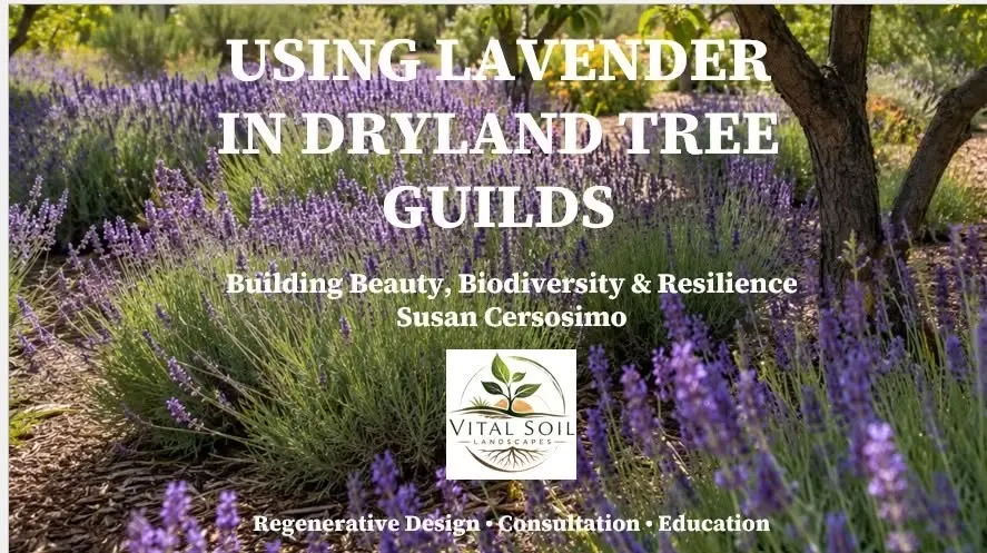 USING LAVENDER IN DRYLAND TREE GUILDS