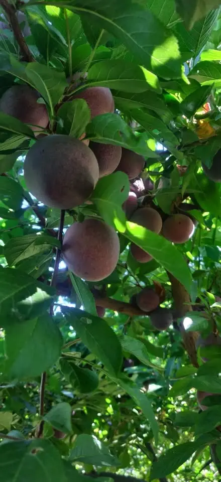 Lammas Peach Pick/water Bath canning make and take