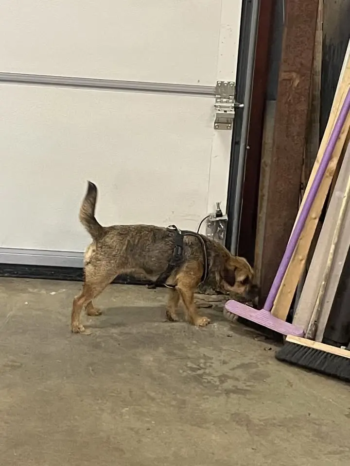 🐾 Nosework fortsättning steg 3 – Träna inför tävling! 🐾