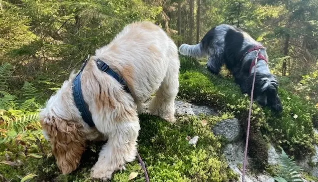 Tema: Aktivering och berikning. 