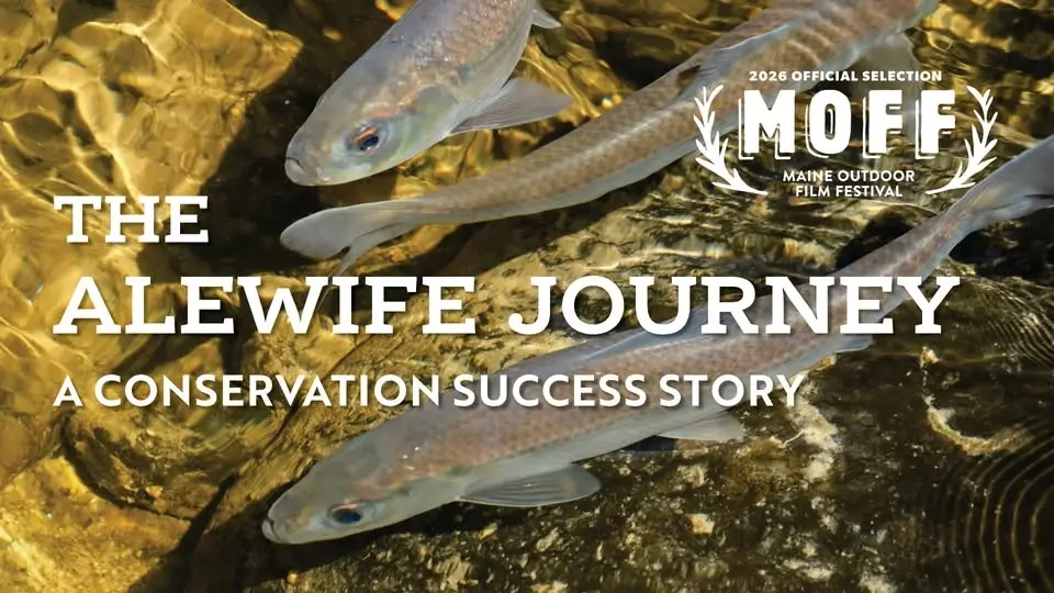 "The Alewife Journey" at Maine Outdoor Film Festival