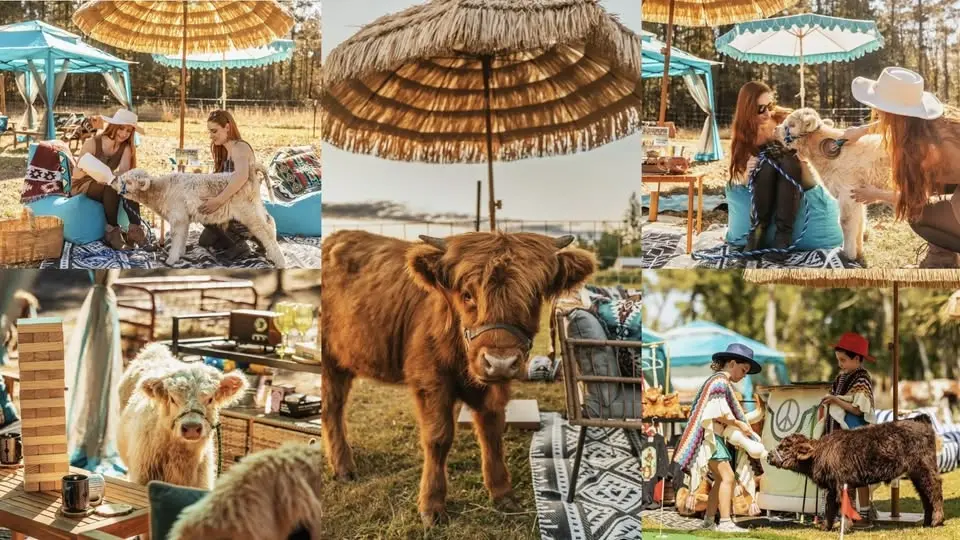The Shaggy Cow Lounge & Cabanas w/ Fluffy Highland Cows! | Lyons, CO