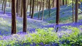 Bluebelles: Halle Forest Beersel – St-Gen.-Rode (24 km) - Brussels