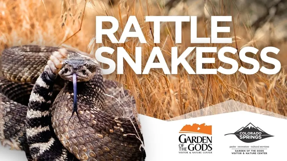 Rattlesnakesss